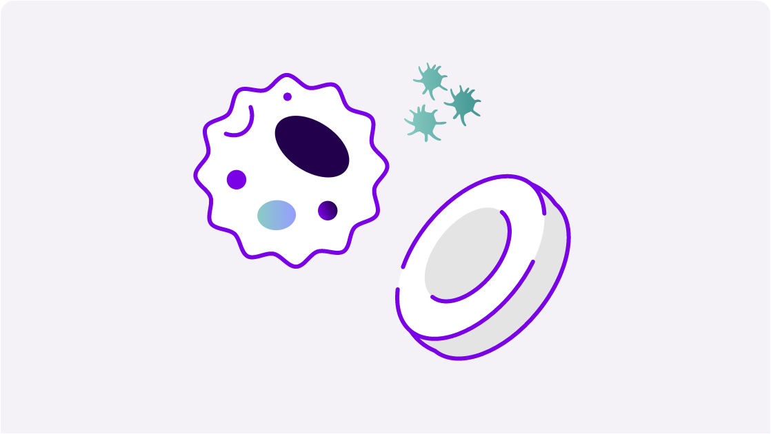 Illustration of a white blood cell, a red blood cell, and platelets to represent the therapeutic area of rare blood disorders.