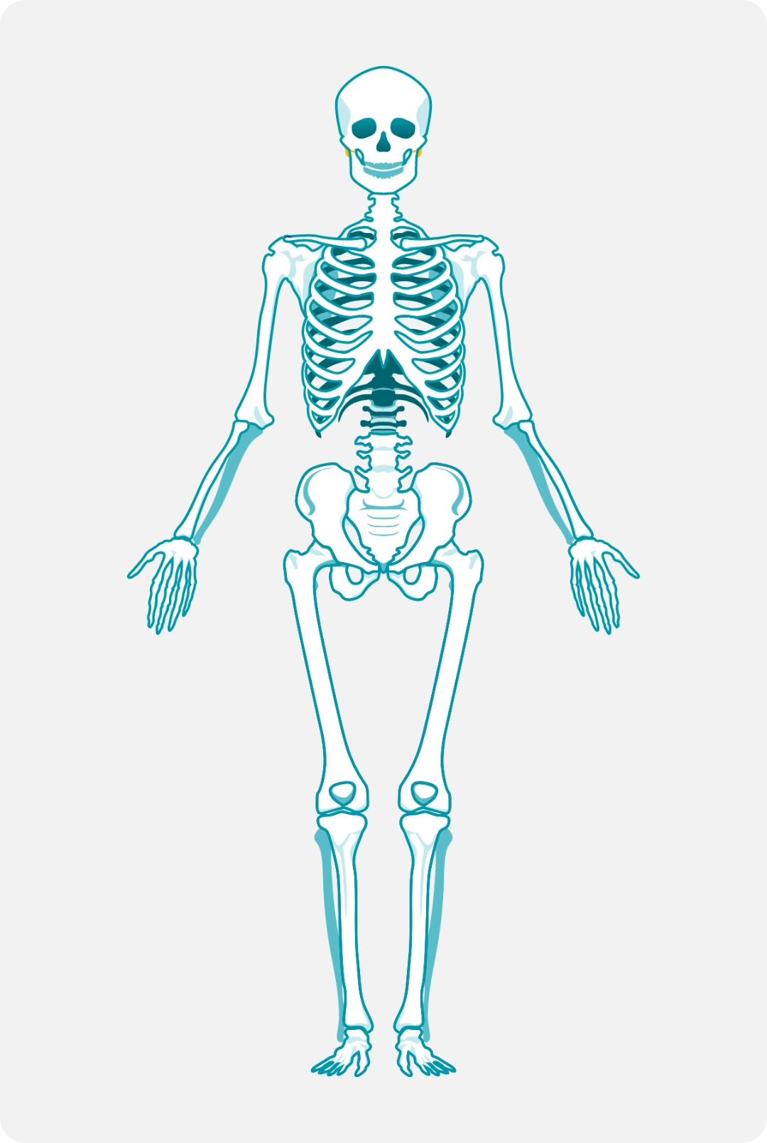 Graphic of a human skeleton to demonstrate bone manifestations of Gaucher disease.