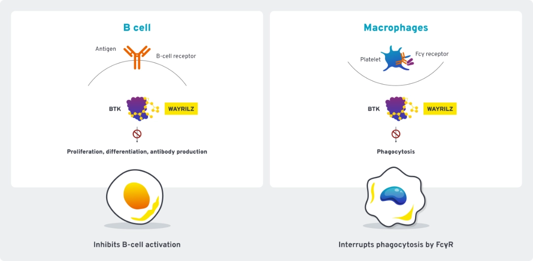Diagram showing the mechanism of action of WAYRILZ. 
