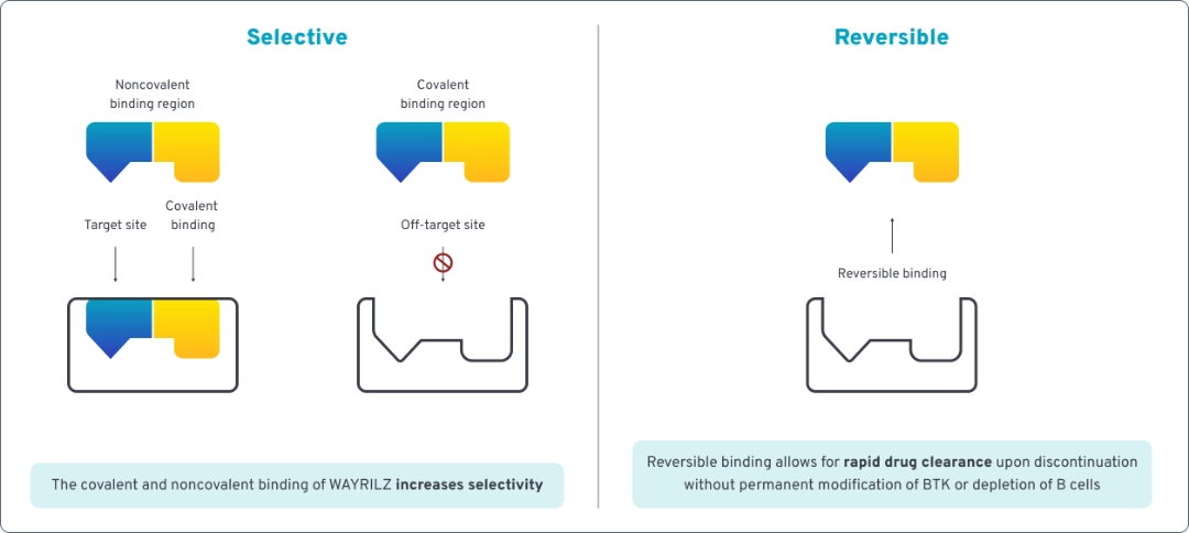 Illustration showing how WAYRILZ inhibits BTK through selective and reversible binding.   