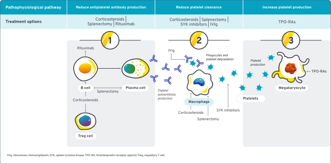 Diagram highlighting the pathophysiological pathways and associated treatment options for complex immune dysregulation. 
