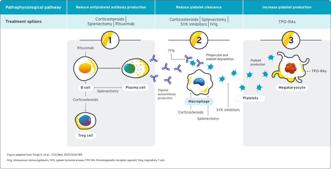 Diagram highlighting the pathophysiological pathways and associated treatment options for complex immune dysregulation. 