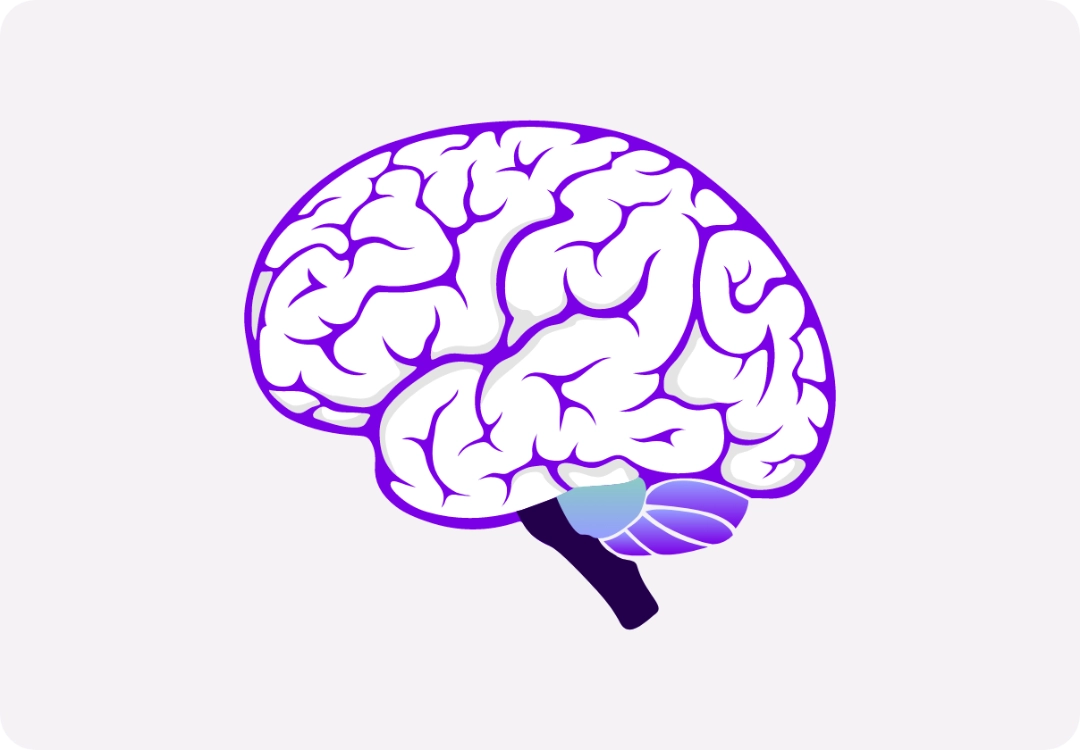Illustration of the human brain. 