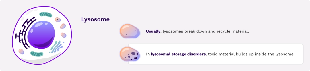 Illustration of lysosomes to represent the usual function in the break down and recycle of material as it compares to those with lysosomal storage disorders.