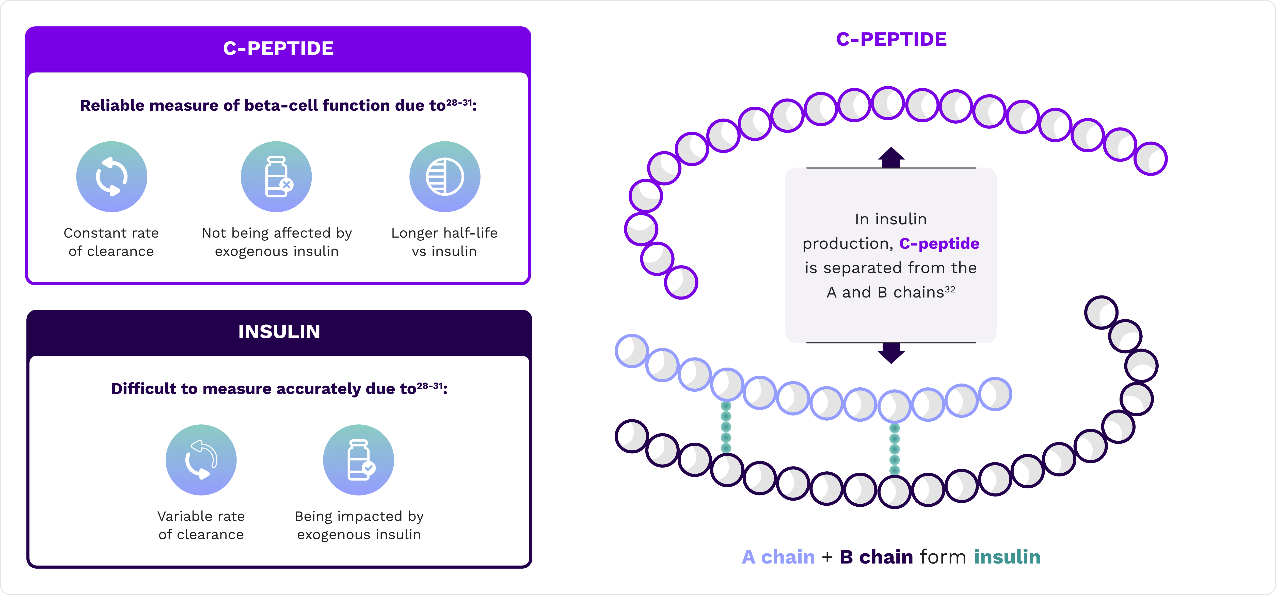 Illustration representing C-peptide being used to access pancreatic beta-cell function.