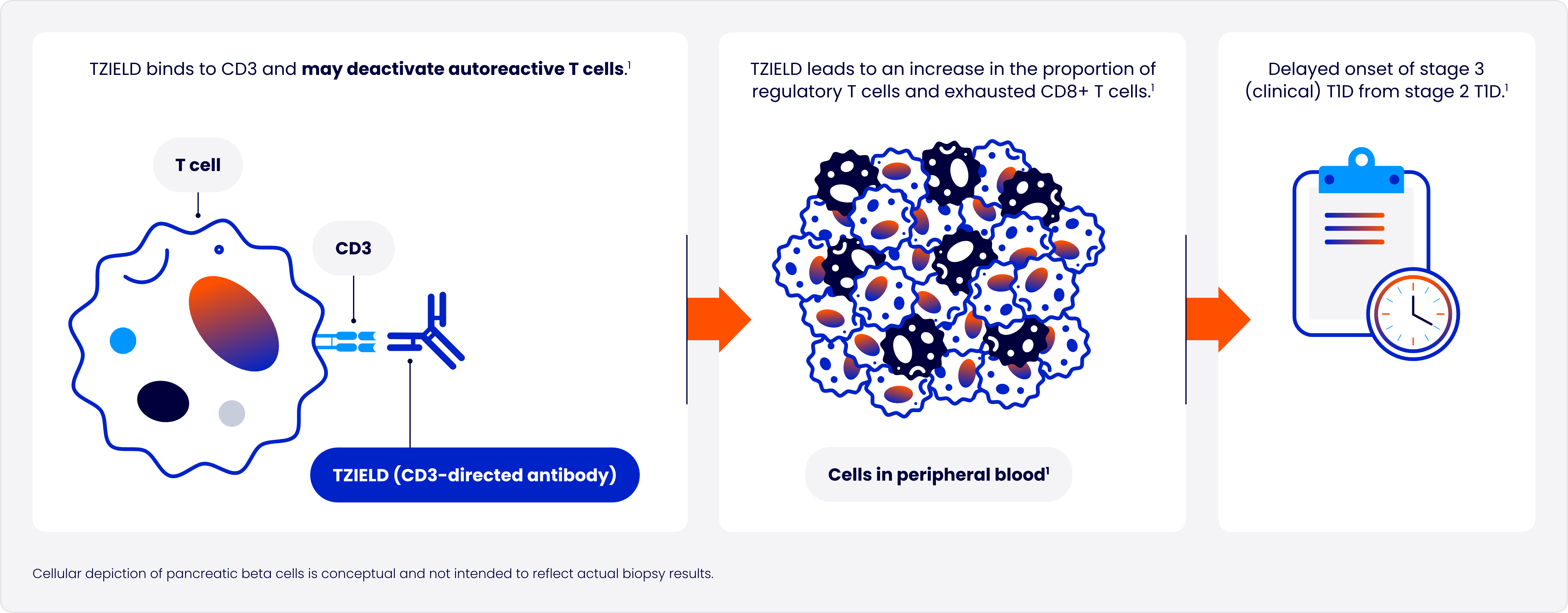 Visual showing T-cell interaction in the T1D immune response. 