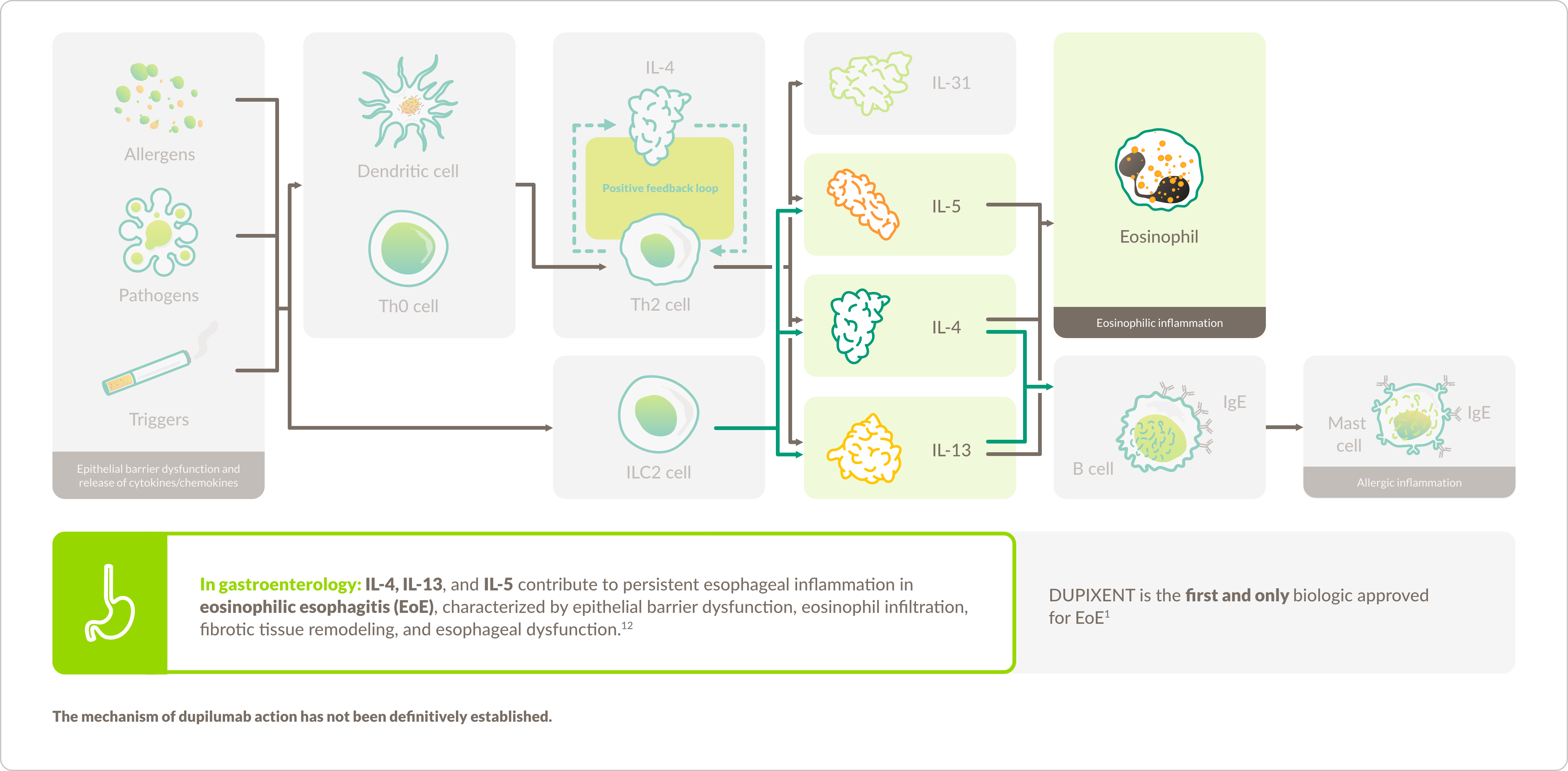 Graphic demonstrating the proposed mechanism of action for DUPIXENT® (dupilumab) in gastroenterology.