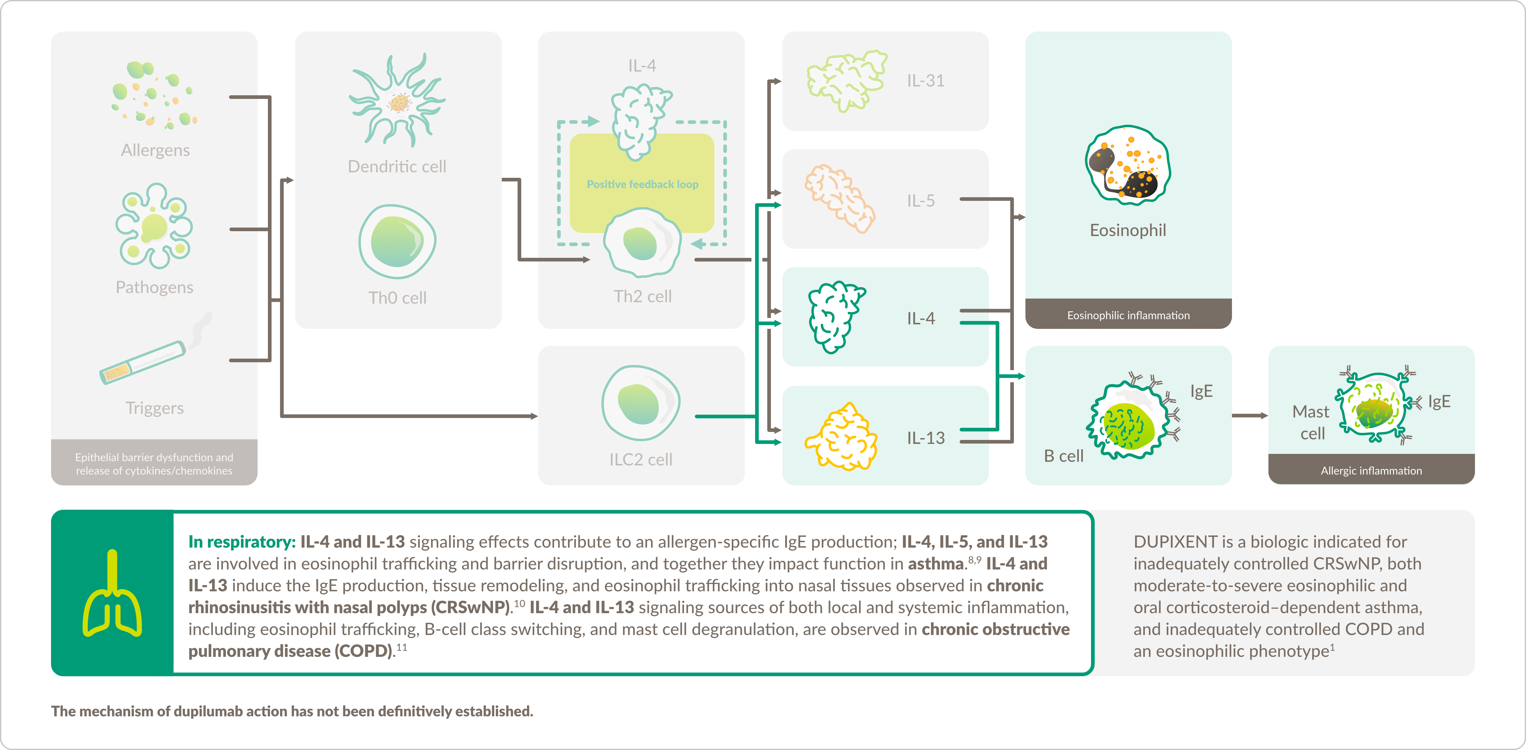 Graphic demonstrating the proposed mechanism of action for DUPIXENT® (dupilumab) in respiratory diseases.