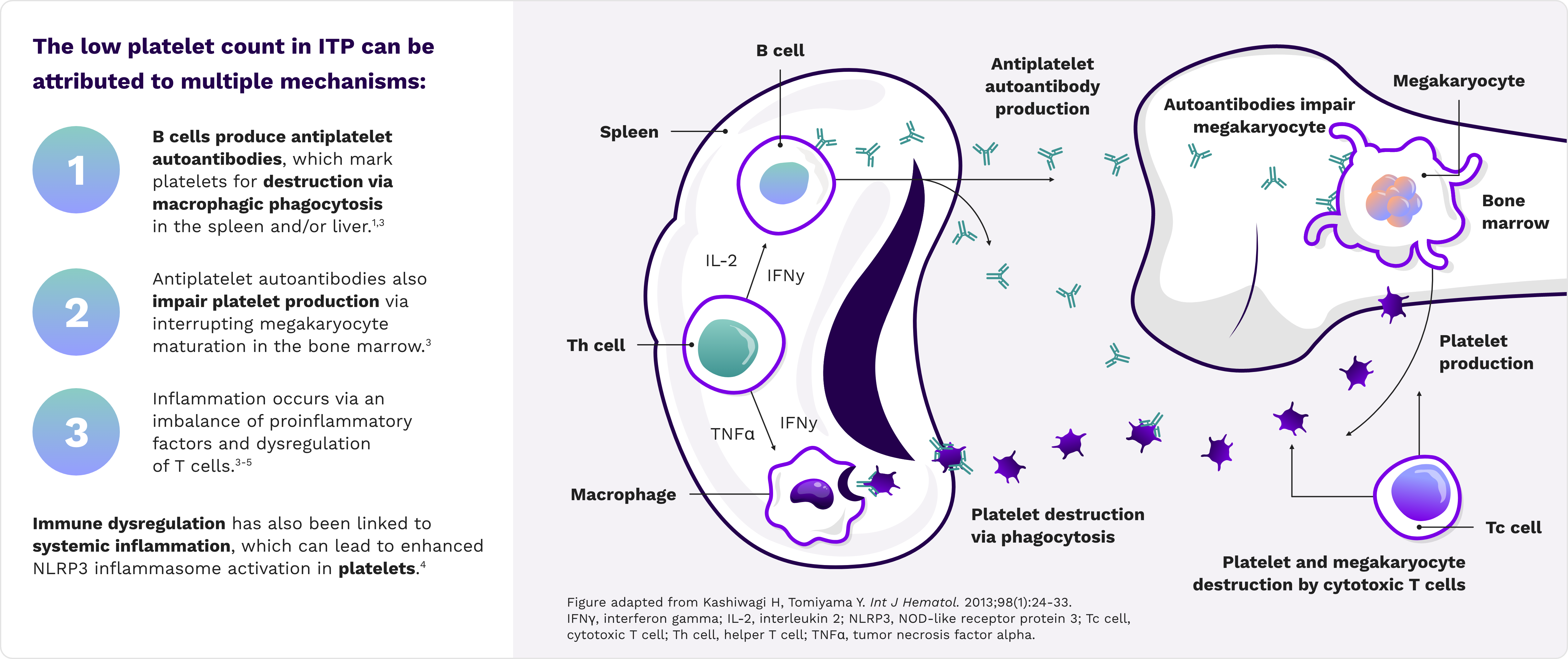 Illustration demonstrating the disease mechanism of ITP.   