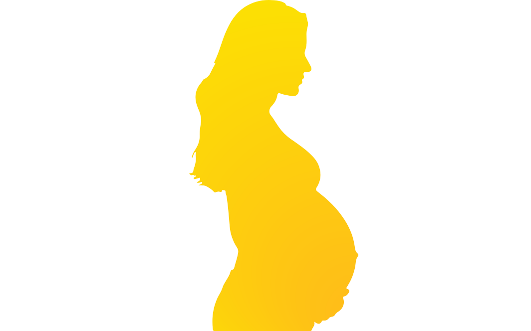 Illustration of the human liver with vascular structures.