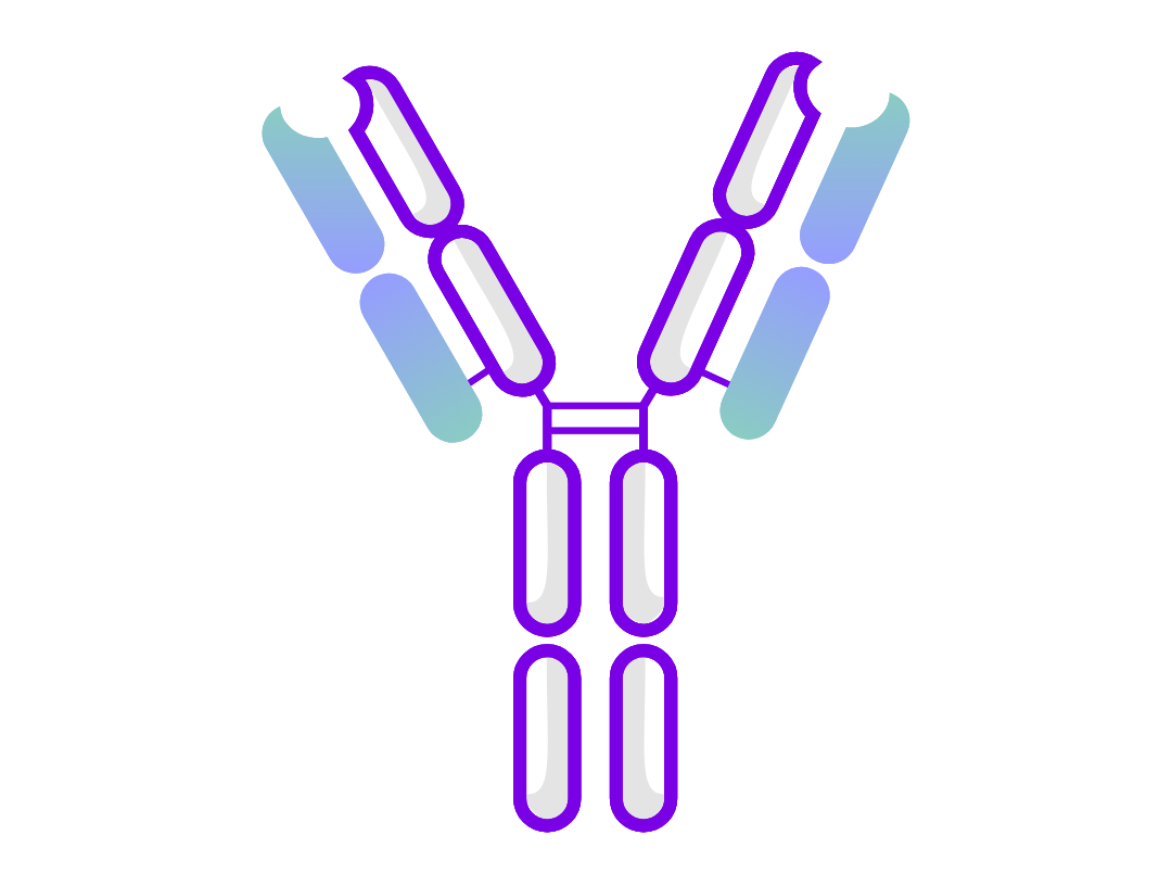 Illustration of IgG4 antibody associated with chronic inflammatory response. 