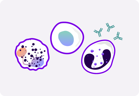 Illustration of immune cells and antibodies to represent the therapeutic area of immunology and inflammation.