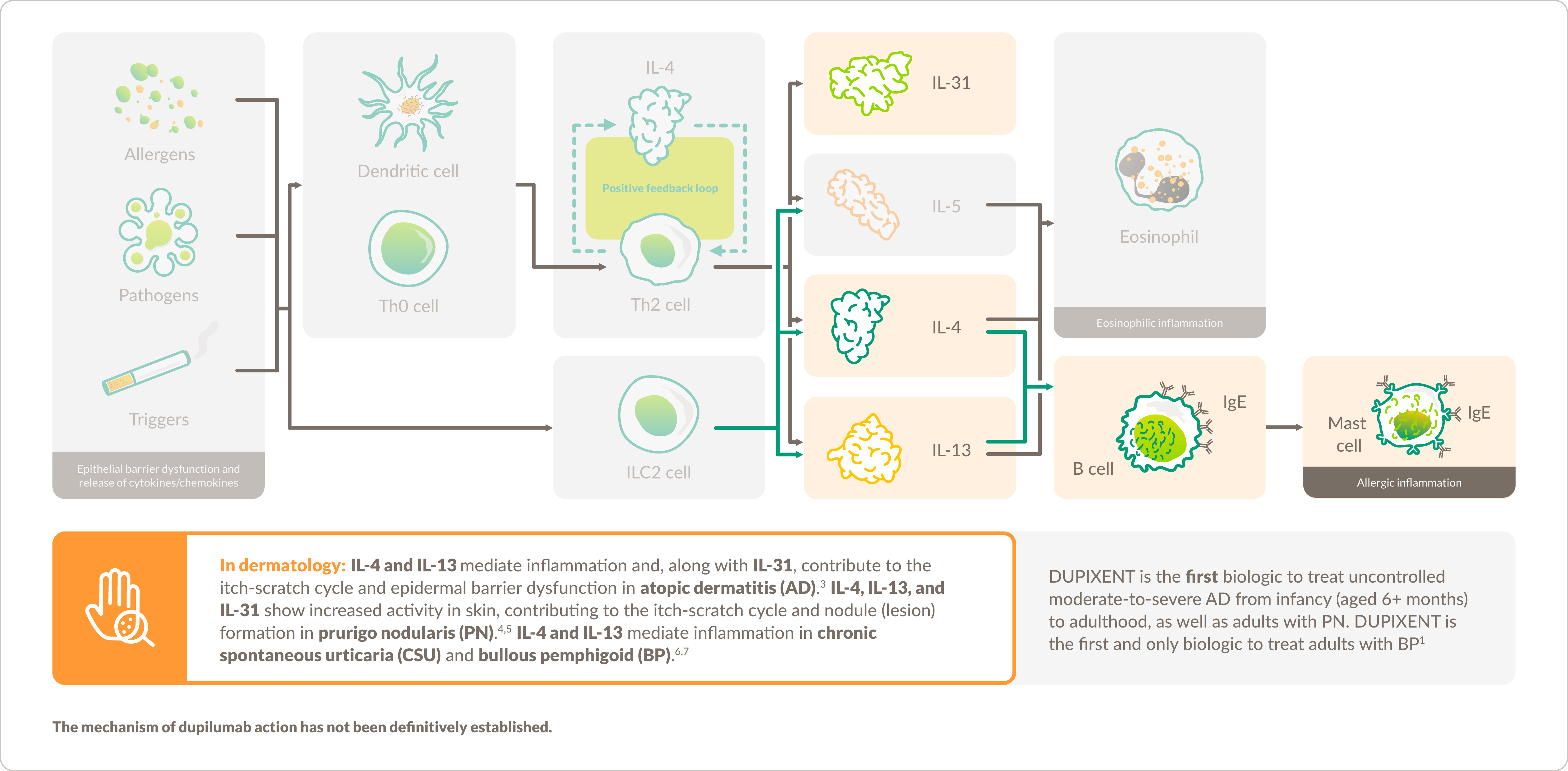 Graphic demonstration the proposed mechanism of action for DUPIXENT® (dupilumab) in dermatology.