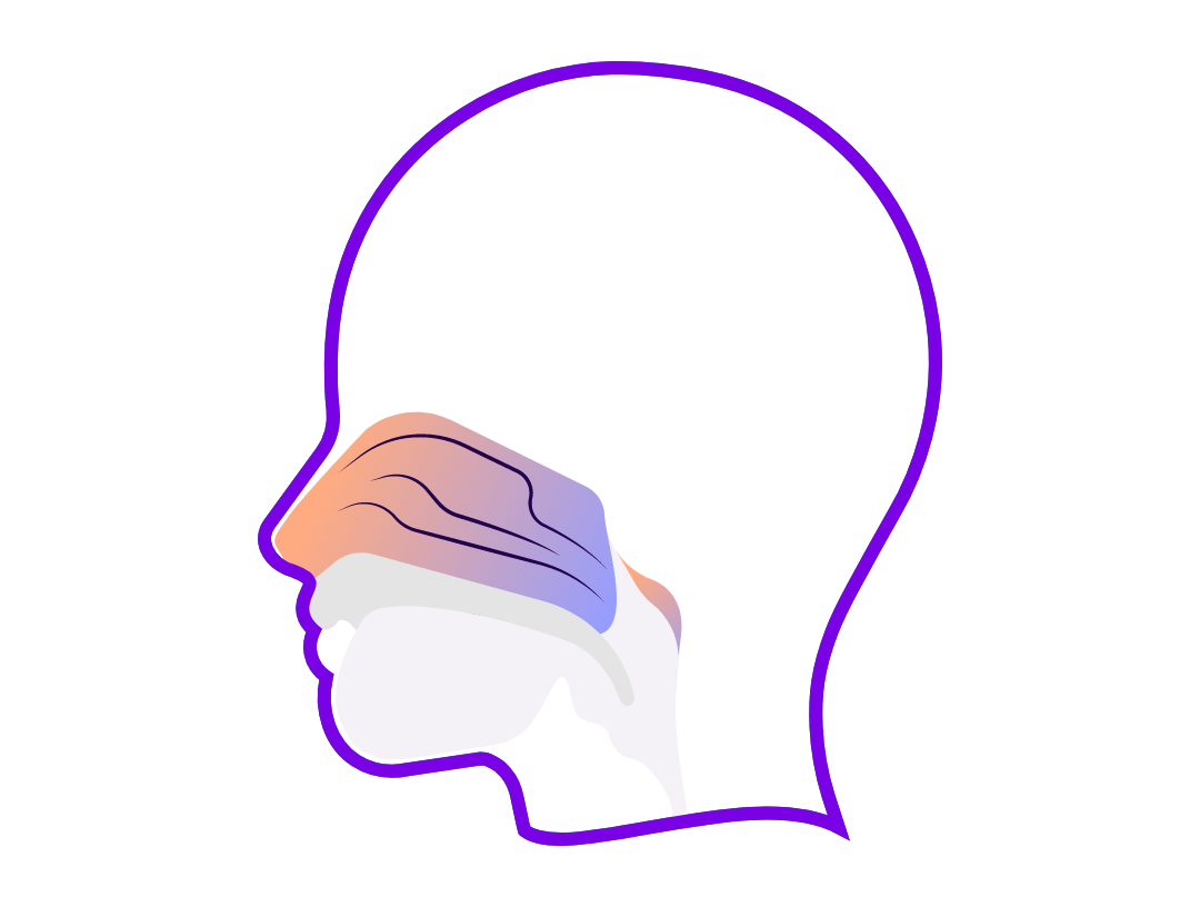 Illustration of nasal passage without polyps.