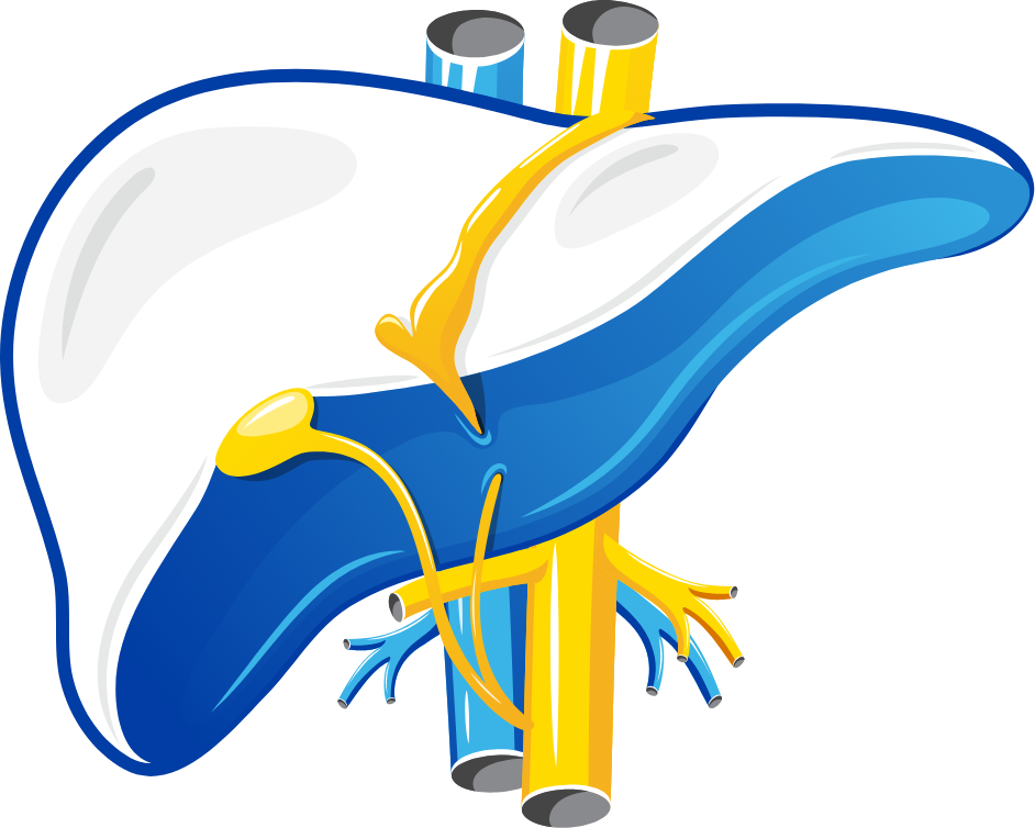 Illustration of a human liver to demonstrate hepatosplenomegaly.