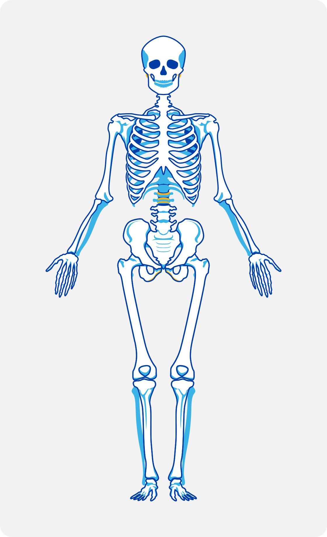 Graphic of a human skeleton to demonstrate bone manifestations of Gaucher disease.