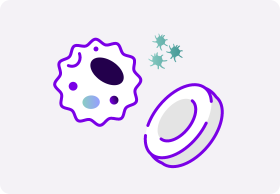 Illustration of a white blood cell, a red blood cell, and platelets to represent the therapeutic area of rare blood disorders.