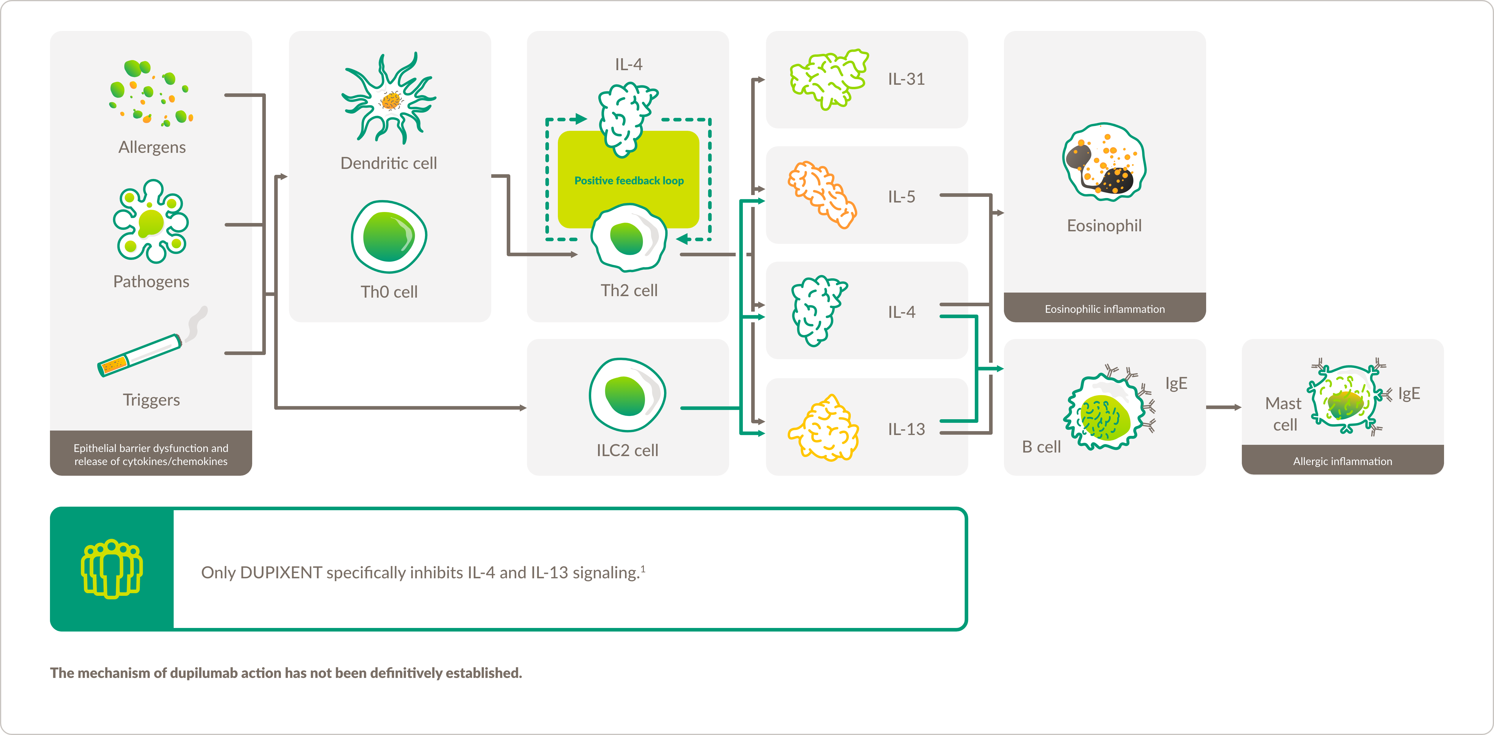 Graphic demonstrating the proposed mechanism of action for DUPIXENT® (dupilumab), highlighting only DUPIXENT® (dupilumab) specifically inhibits IL-4 and IL-13 signaling and is approved for 5 indications. 