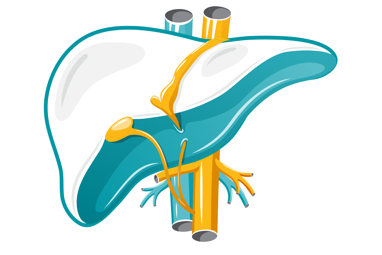 Illustration of a human liver to demonstrate hepatosplenomegaly. 